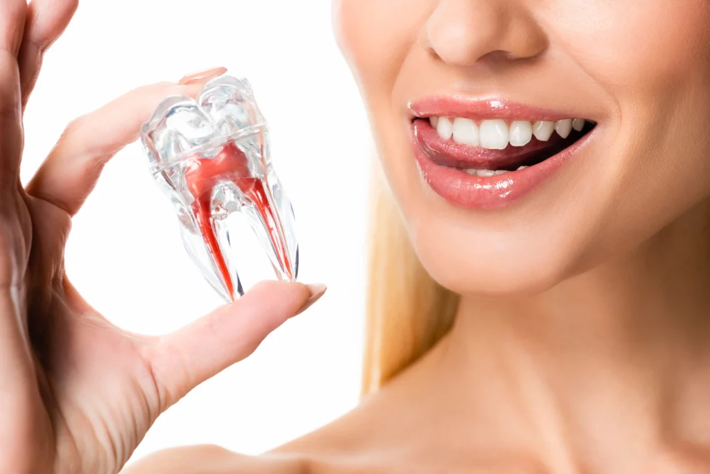 woman holding tooth model general dentistry in McLean